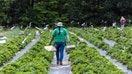 Brentwood, N.Y.: Farmers tend the crops at Thera Farms in Brentwood, New York on June 15, 2023.. The Sisters of St. Joseph&apos;s 212-acre campus is a sustainable model with leased organic farms, a native meadow, beekeepers and a solar array system. (Photo by Alejandra Villa Loarca/Newsday RM via Getty Images)