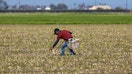 Firebaugh, CA - March 22: After farm worker cuts and picks up asparagus at the A-Bar Ag Enterprises in Firebaugh, Friday, March 22, 2024. Aaron Barcellos, who is a partner and runs the A-Bar Ag Enterprises is a partner with his family farming operation and is a fourth-generation farmer. His family started in Dairy but now produces crops, including asparagus, pistachios, cotton, olives, pomegranates, and tomatoes. At the turn of the 21st century, California growers were farming over 36,000 acres of asparagus. Now, less than 1,000 acres of asparagus are produced in the state for commercial sale. There are only three farmers growing asparagus for commercial sale. (Allen J. Schaben / Los Angeles Times via Getty Images) - Fox Business News