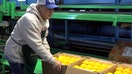 Al&apos;s Family Farm works to package fruit.