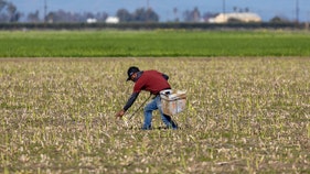 Small farmers get boost from major American brands amid agriculture crisis - Fox Business News