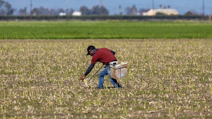 Firebaugh, CA - March 22: After farm worker cuts and picks up asparagus at the A-Bar Ag Enterprises in Firebaugh, Friday, March 22, 2024. Aaron Barcellos, who is a partner and runs the A-Bar Ag Enterprises is a partner with his family farming operation and is a fourth-generation farmer. His family started in Dairy but now produces crops, including asparagus, pistachios, cotton, olives, pomegranates, and tomatoes. At the turn of the 21st century, California growers were farming over 36,000 acres of asparagus. Now, less than 1,000 acres of asparagus are produced in the state for commercial sale. There are only three farmers growing asparagus for commercial sale. (Allen J. Schaben / Los Angeles Times via Getty Images) - Fox Business News