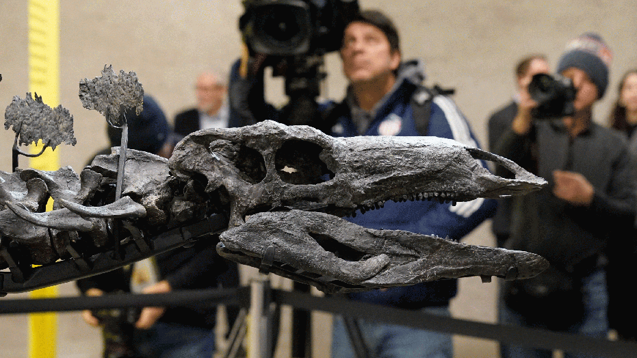 The Stegosaurus fossil nicknamed Apex is unveiled to the media at the American Museum of Natural History in New York, December 5, 2024. Billionaire Kenneth C. Griffin, who bought the Stegosaurus fossil for $44.6 million, is lending it to the museum for four years. . (Photo by TIMOTHY A. CLARY / AFP) (Photo by TIMOTHY A. CLARY/AFP via Getty Images)