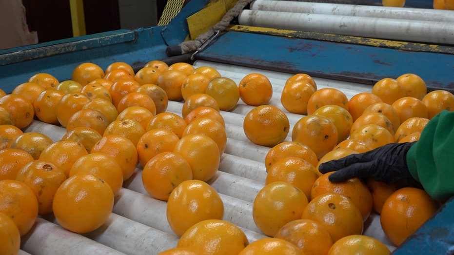 Oranges on the production line