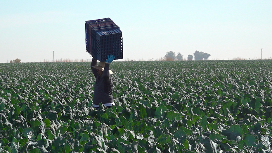 A worker carries boxes in a field.