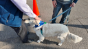 Dogs visit FEMA centers to comfort those impacted by Southern California wildfires