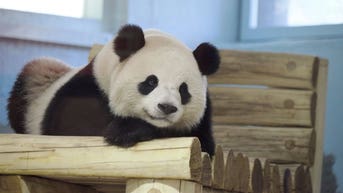 Giant pandas debut in DC: Here's the major backer of the National Zoo's panda program - Fox News