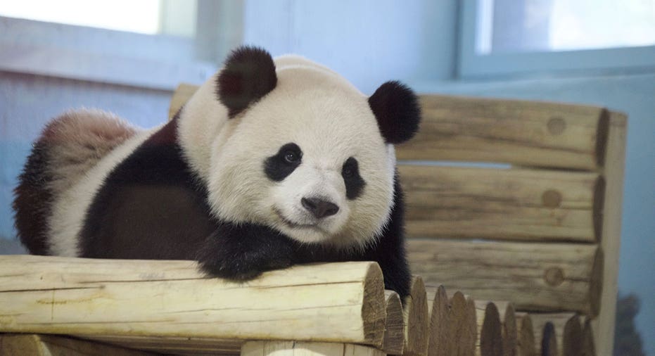 Bao li the panda