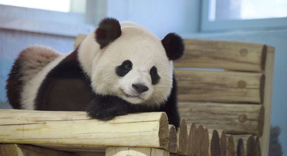 bao li the panda