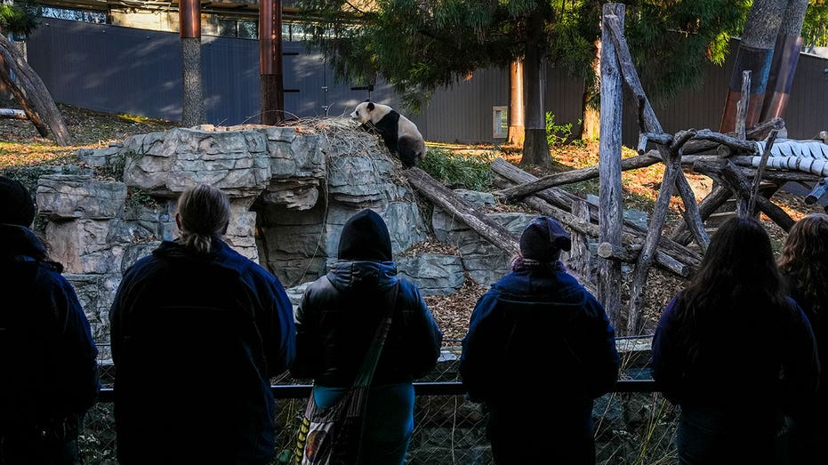 panda enclosure