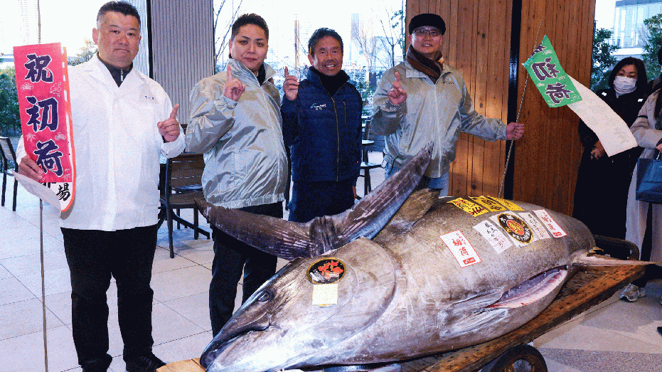 Tuna sirip biru dari Oma, Prefektur Aomori, yang dibeli pada hari sebelumnya seharga 1,3 juta USD, disajikan kepada media setelah lelang tuna pertama pada Tahun Baru di Pasar Toyosu Tokyo pada tanggal 5 Januari 2025. (Foto oleh JIJI PRESS / AFP)