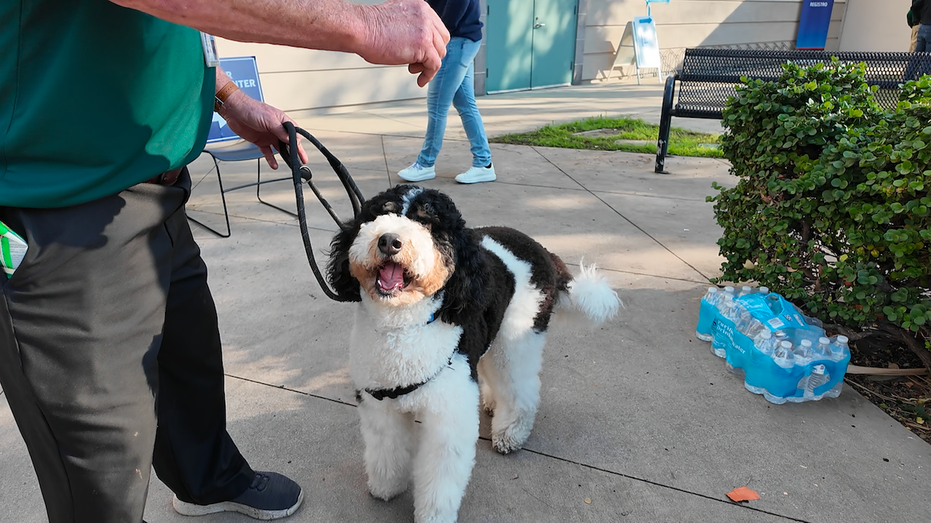 The dog looks up at its owner's hand.