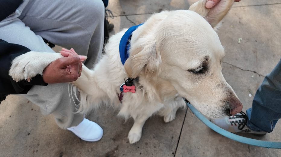 A dog is holding someone's hand.