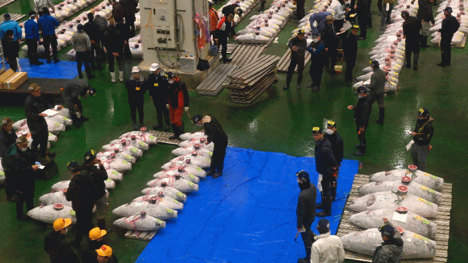 TOKYO, JAPAN - JANUARY 5 : General view of buyers during the first new year tuna auction of the year at Toyosu Market in Tokyo, Japan, on January 5, 2025. (Photo by David Mareuil/Anadolu via Getty Images)