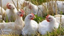 Egg customers crying fowl over empty shelves, high prices can now rent their own chickens