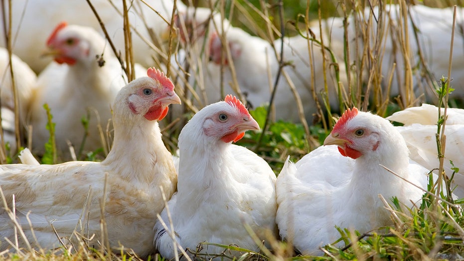 chickens on a farm