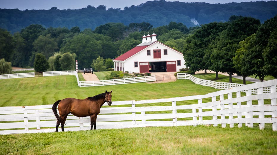 A horse in a field at Sagamore Farm