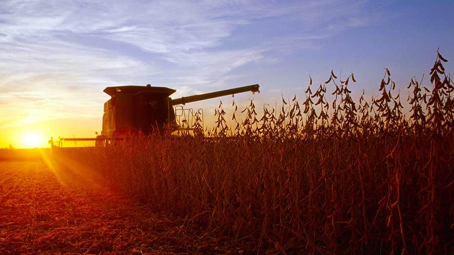 A combine harvests mature soybeans at sunset in Illinois.