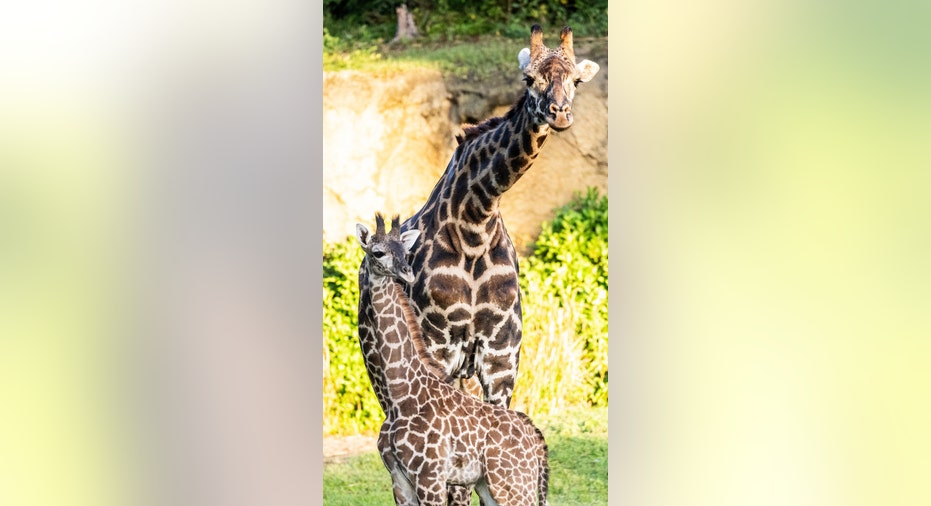 Giraffe calf Tucker with mom
