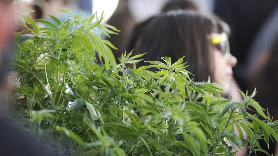 Marijuana plant growing