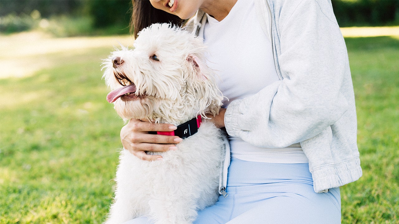 World’s first smart dog collar uses AI to track pet health, detect escape attempts nationwide for pet parents