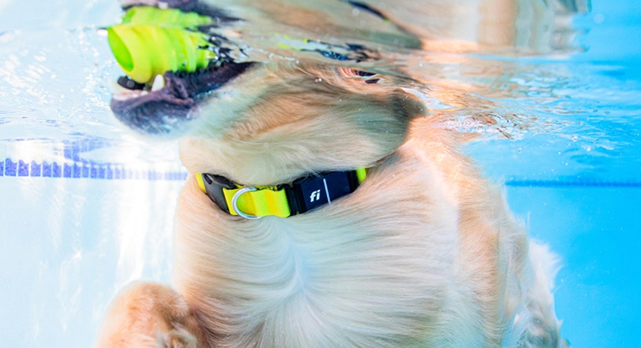 Fi AI-powered dog collar on a dog
