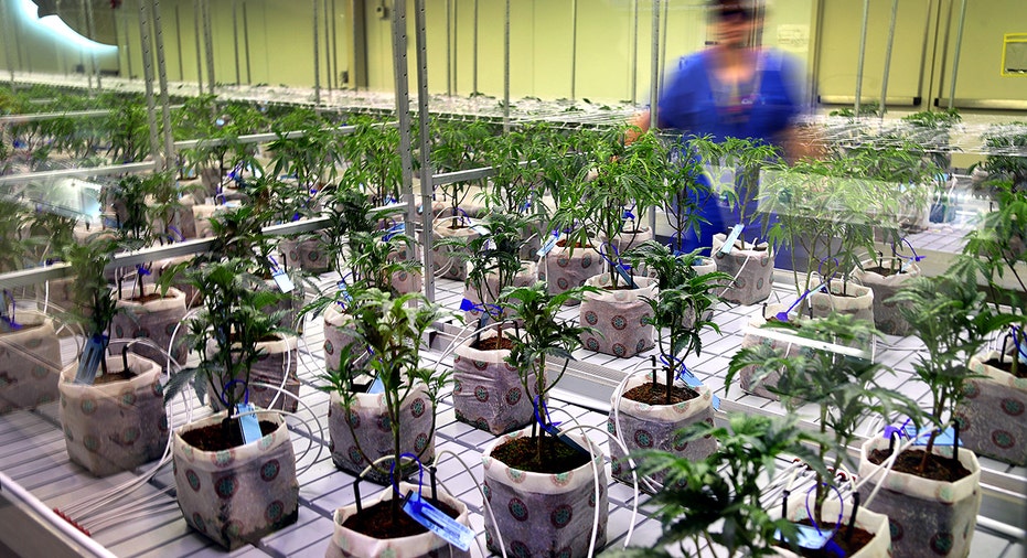 Grower tends to young cannabis plants