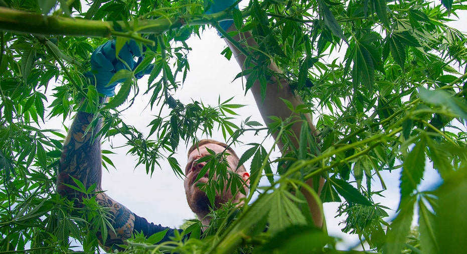 Cannabis grower harvests fully grown plant