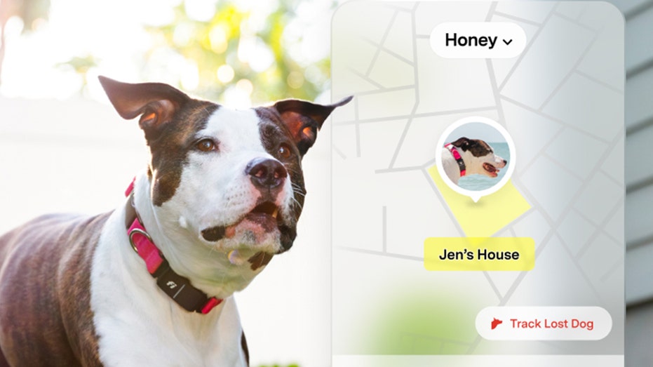 Fi AI-powered dog tracking collar shows health data to pet parents