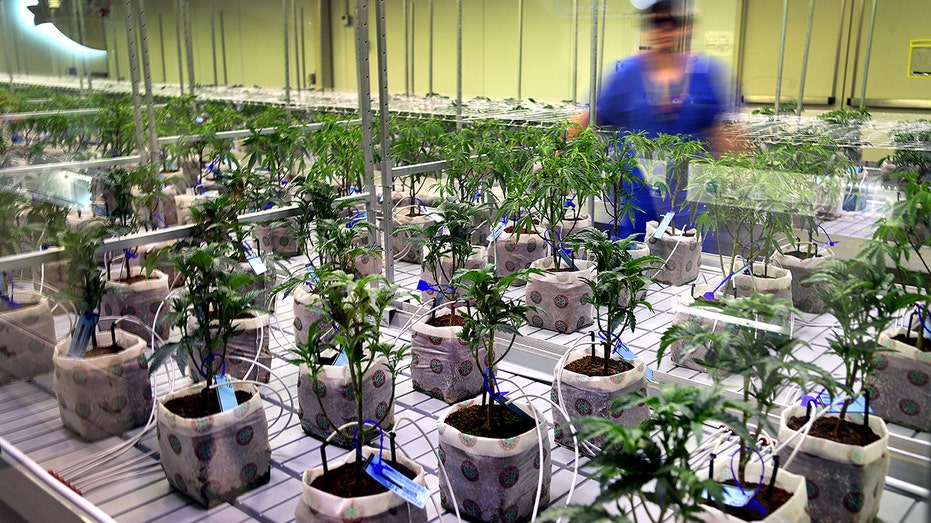 Grower tends to young cannabis plants