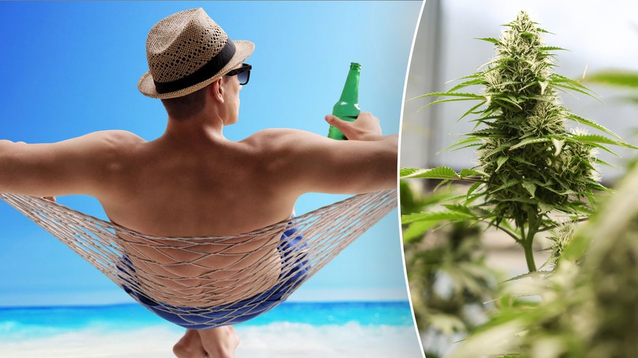 Man sipping drink on beach and hemp plant