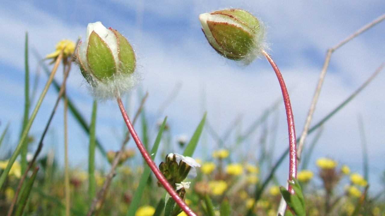 Federal judge halts California mixed-use development over rare, endangered flower
