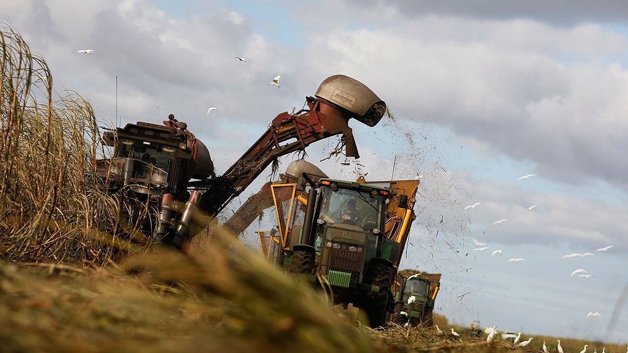 Coca-Cola’s sugarcane shift: States that could benefit from the beverage giant’s latest move
