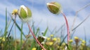 Federal judge halts California mixed-use development over rare, endangered flower