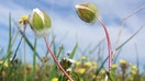 The U.S. Fish and Wildlife Service describes the Butte County meadowfoam as a "small plant with white flowers that grows in seasonal wetlands along the edges of vernal pools." It adds that the plant "is only found in within a narrow 25-mile strip along the eastern flank of California’s Sacramento Valley in Butte County" and "Populations of the plant are declining due to urban and agricultural development, and conversion of vernal pool-containing lands to other uses." - Fox Business News