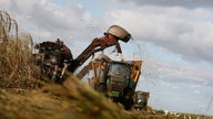 Coca-Cola's sugarcane shift: States that could benefit from the beverage giant's latest move
