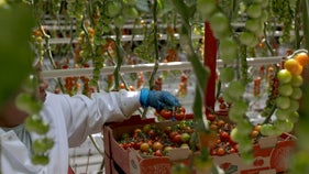 Your grocery bill could rise as prices of popular produce item set to jump - Fox Business News