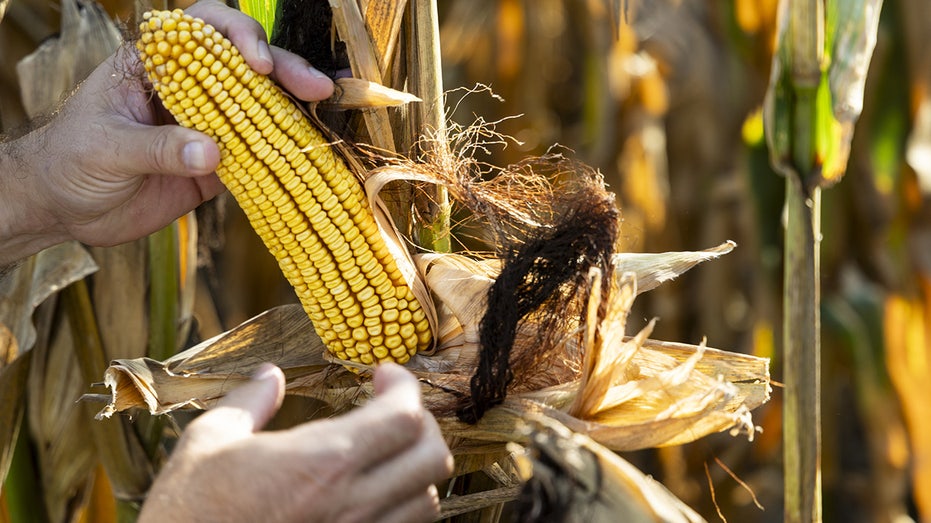 Corn is collected
