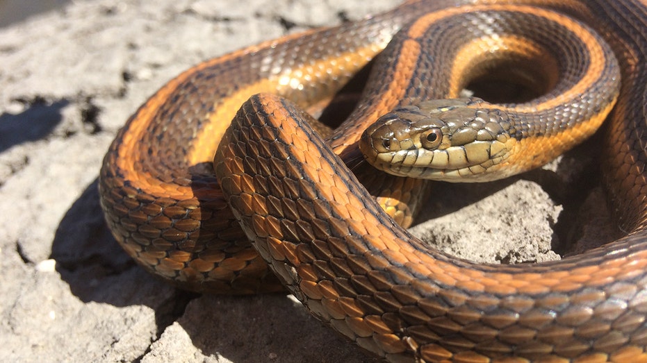 giant garter snake