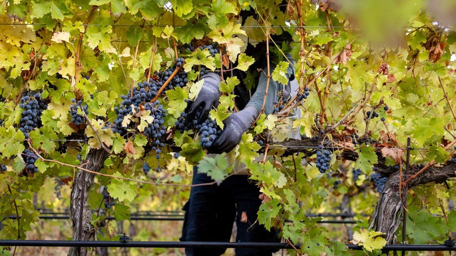 An agricultural worker harvests grapes in Washington