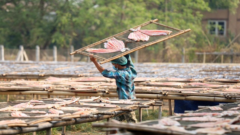 A worker in Myanmar dries fish at a factory