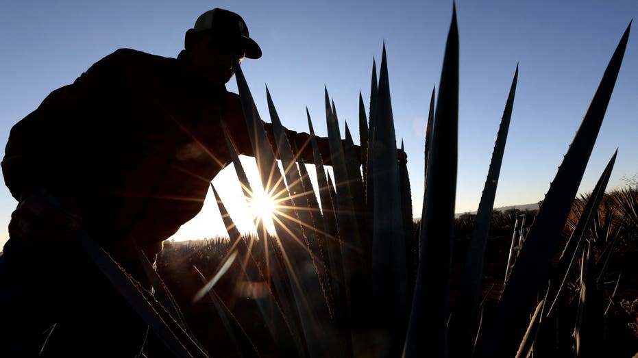 A worker checks on an agave plant used to make tequila