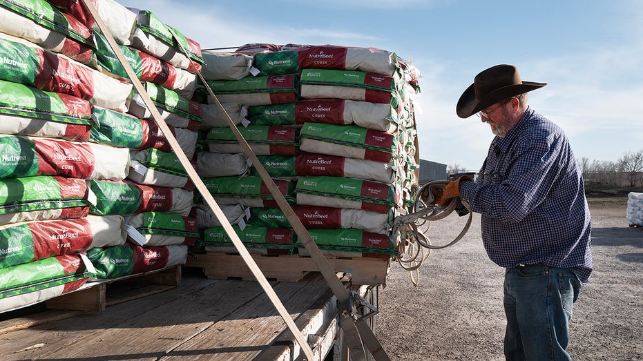 Texas cattle rancher loads feed on a truck