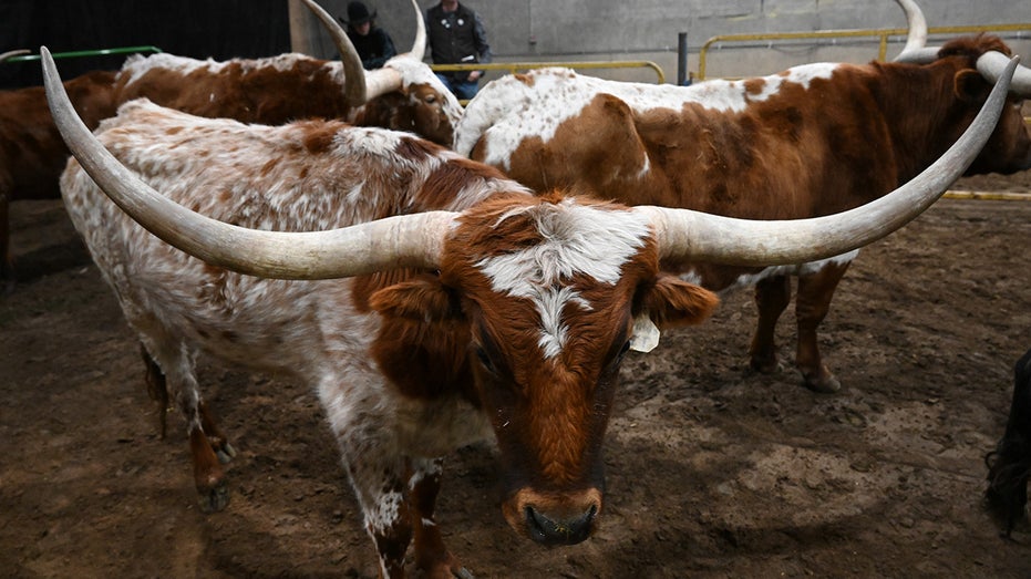 Texas longhorns take part of a cattle drive