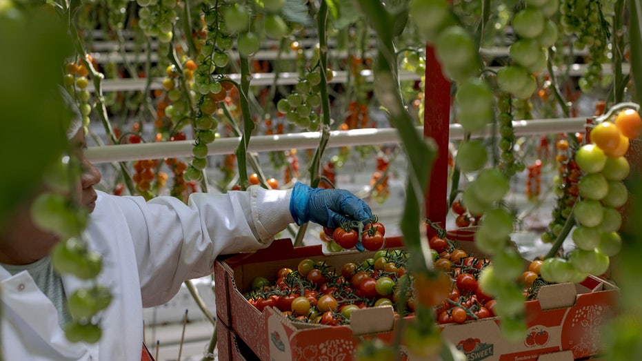 tomato farmers