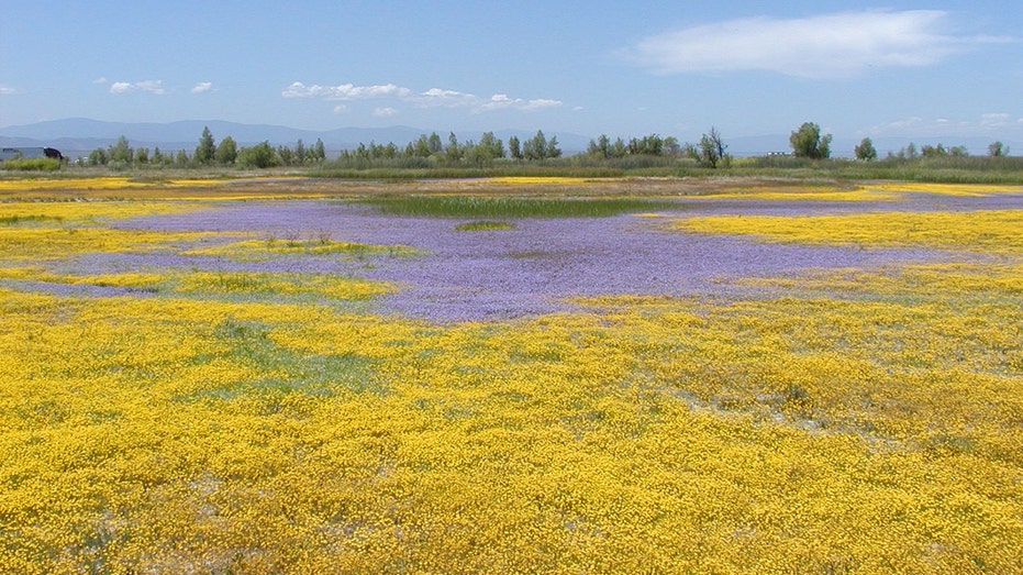 Vernal pool in California