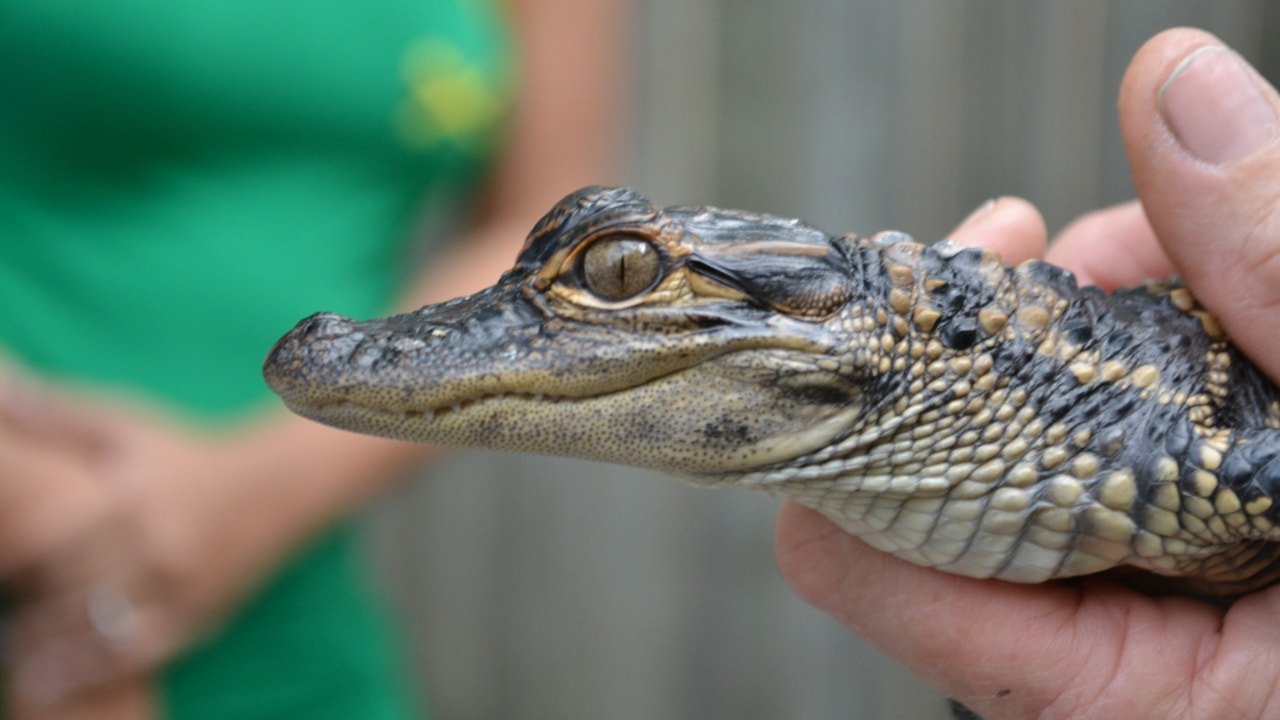 Sen. Bill Cassidy visited Louisiana Gator Farm to push the new pro-functional bill