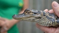 Sen. Bill Cassidy, R-La., and Labor Secretary Lori Chavez?DeRemer visited an alligator farm in Springfield, Louisiana, on Aug. 14, 2025. - Fox News