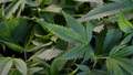 Several cannabis plants are on display at the Mary Jane cannabis fair. - Fox News