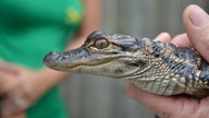 GOP senator, labor chief visit gator farm, tout pro-worker legislation - Fox Business News
