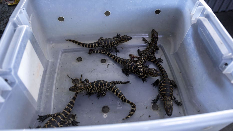 Child alligators in the Skyfield crawlers, Louisiana.